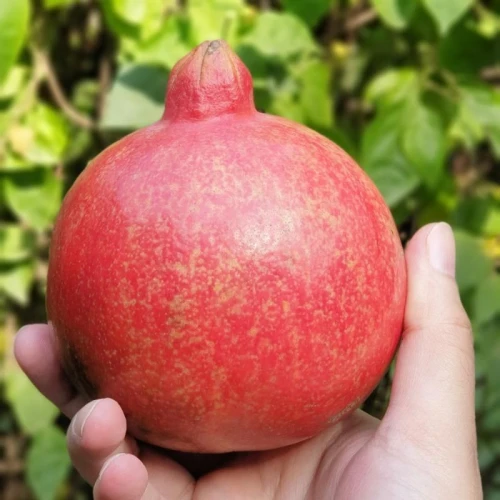 Pomgrenatte
