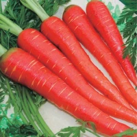 Sweet Crunchy Carrots Perfect for Cooking and Juicing