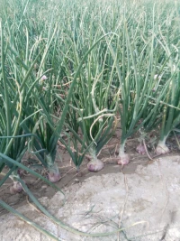 Fresh red onions