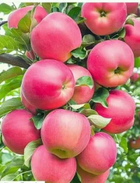 Organic Fresh Apple Juicy and Delicious Fruit for Healthy Eating