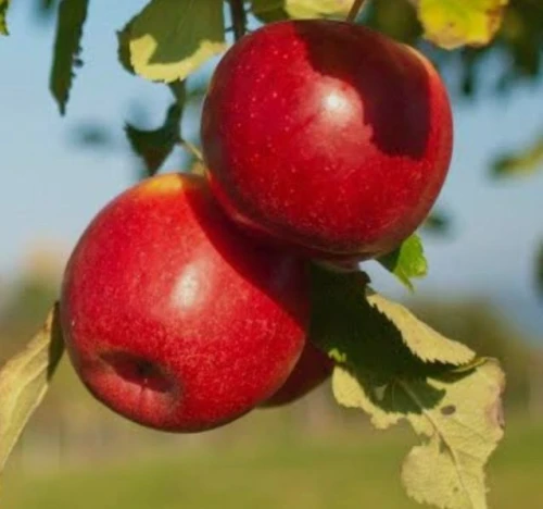 Organic Fresh Apple Juicy and Delicious Fruit for Healthy Eating