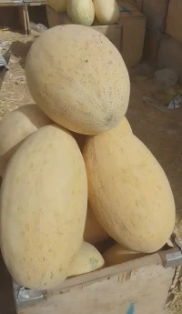 Honeydew mellon