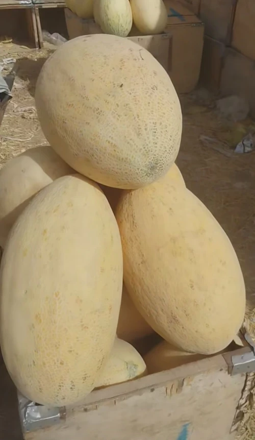 Honeydew mellon