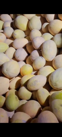 Honeydew mellon