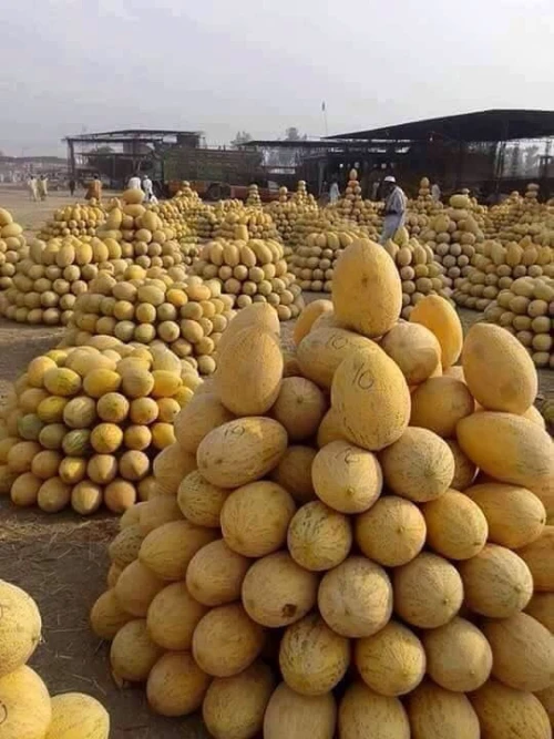 Honeydew mellon