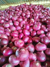 Fresh red onions