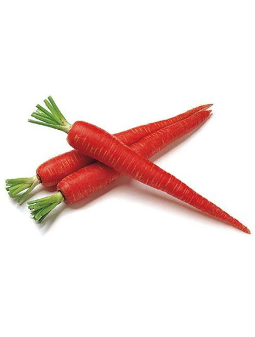Sweet Crunchy Carrots Perfect for Cooking and Juicing