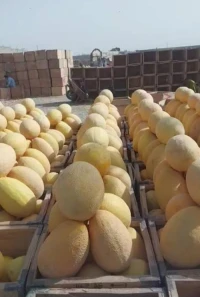 Honeydew mellon