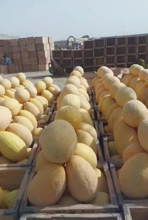 Honeydew mellon