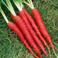 Sweet Crunchy Carrots Perfect for Cooking and Juicing