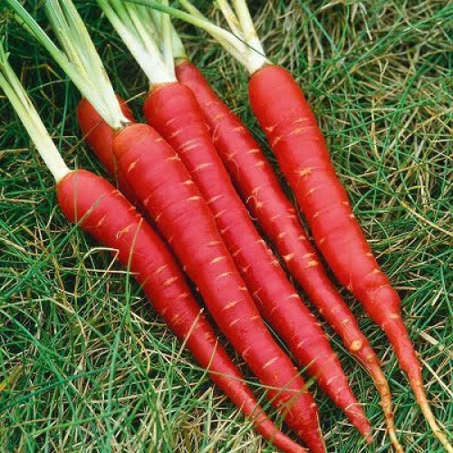 Sweet Crunchy Carrots Perfect for Cooking and Juicing