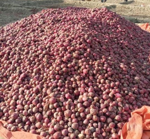 Fresh red onions